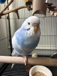 Lost Male Bird last seen Abbotts bridge road, near Ocee, Alpharetta, GA 30005