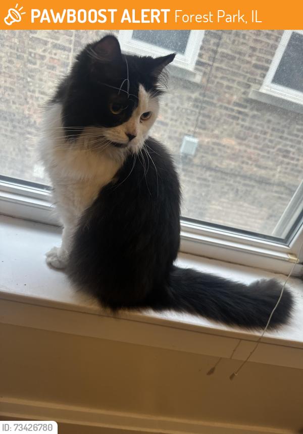 Found/Stray Unknown Cat last seen Madison and Elgin Forest Park IL, Forest Park, IL 60130