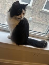 Found/Stray Unknown Cat last seen Madison and Elgin Forest Park IL, Forest Park, IL 60130