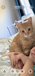 Lost Male Cat last seen Dawes/Grelot Road. West Mobile., Mobile, AL 36695