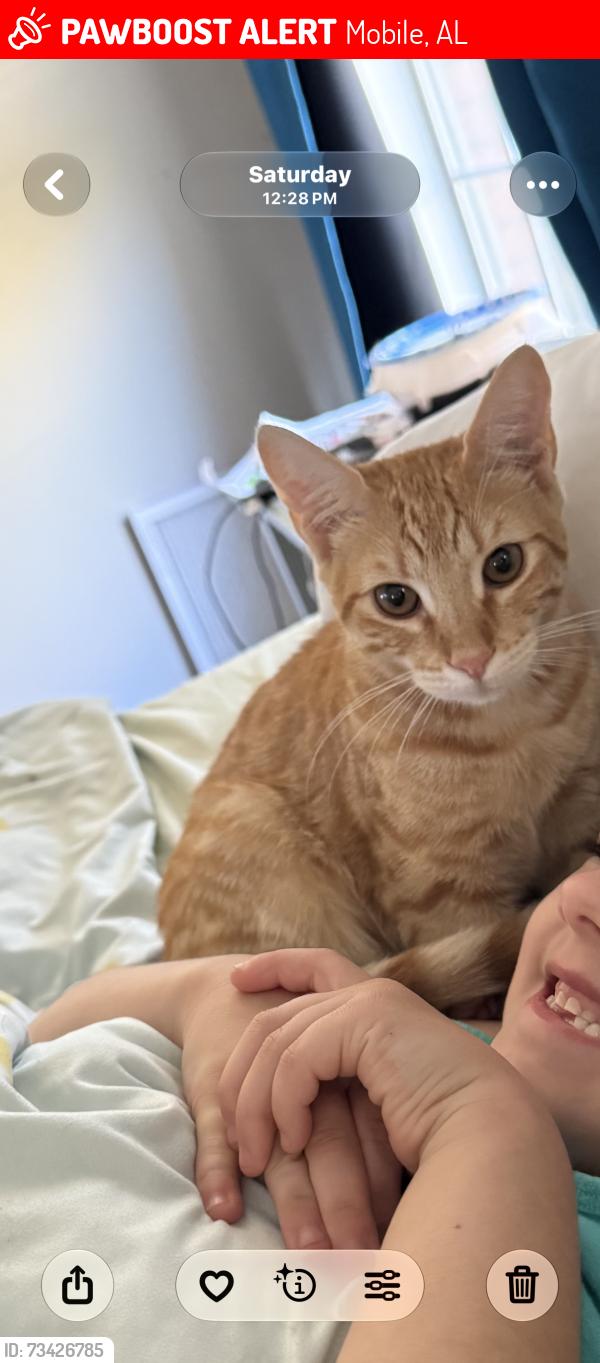 Lost Male Cat last seen Dawes/Grelot Road. West Mobile., Mobile, AL 36695