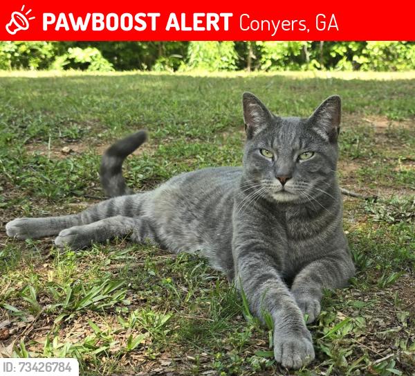 Lost Male Cat last seen Pinedale cir NW. conyers. 30012, Conyers, GA 30012