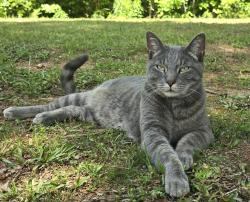 Lost Male Cat last seen Pinedale cir NW. conyers. 30012, Conyers, GA 30012
