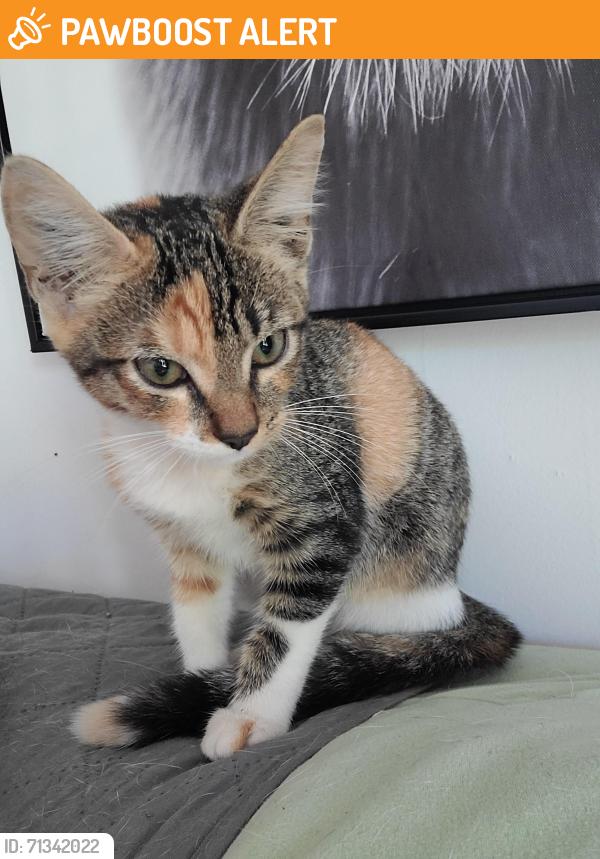 Found/Stray Female Cat last seen Near Ave Northwest 114th Street, Miami, FL 33167