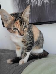Found/Stray Female Cat last seen Near Ave Northwest 114th Street, Miami, FL 33167