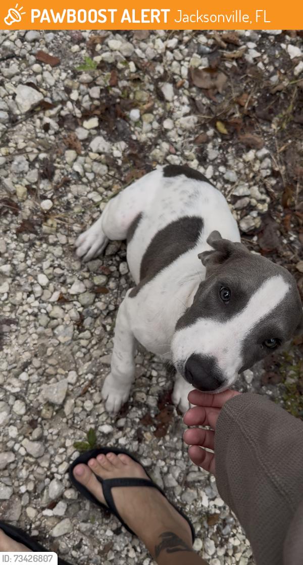 Found/Stray Female Dog last seen Wawa on emerson, Jacksonville, FL 32207