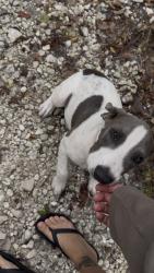 Found/Stray Female Dog last seen Wawa on emerson, Jacksonville, FL 32207