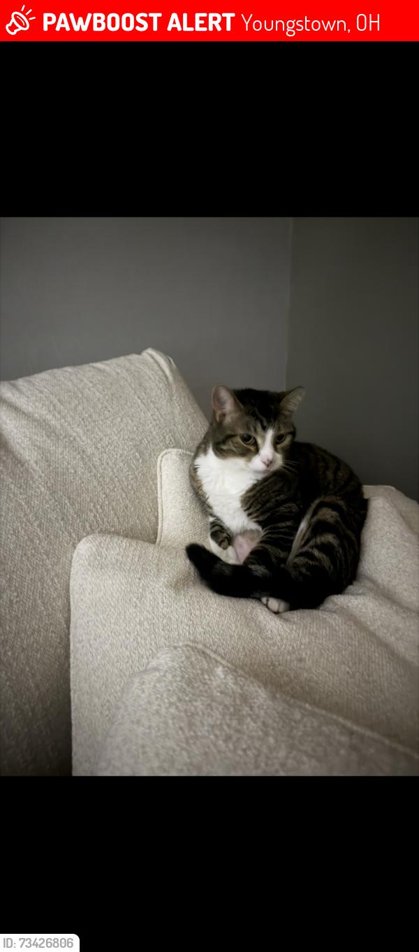 Lost Male Cat last seen Applewood Acres, Youngstown, OH 44512