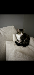 Lost Male Cat last seen Applewood Acres, Youngstown, OH 44512