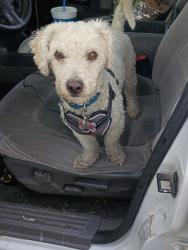 Reunited Male Dog last seen Dobson and baseline mesa, Mesa, AZ 85202