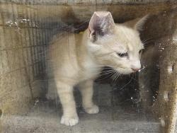Shelter Stray Male Cat last seen , 3201 Lacy St, Los Angeles, CA 90031, USA