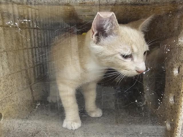 Shelter Stray Male Cat last seen , 3201 Lacy St, Los Angeles, CA 90031, USA