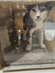 Shelter Stray Female Cat last seen , 3201 Lacy St, Los Angeles, CA 90031, USA