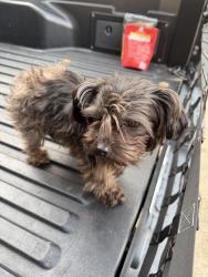 Reunited Male Dog last seen Copper Lakes Neighborhood, Houston, TX 77095