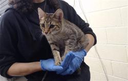 Shelter Stray Female Cat last seen Near BLOCK W BAYAUD AVE, DENVER CO 80223, 1241 W Bayaud Ave, Denver, CO 80223, USA