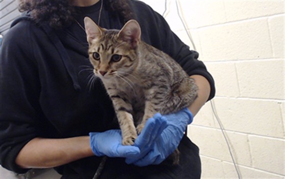 Shelter Stray Female Cat last seen Near BLOCK W BAYAUD AVE, DENVER CO 80223, 1241 W Bayaud Ave, Denver, CO 80223, USA