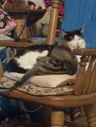 Lost Female Cat last seen Perioa, West Peoria, IL 61604