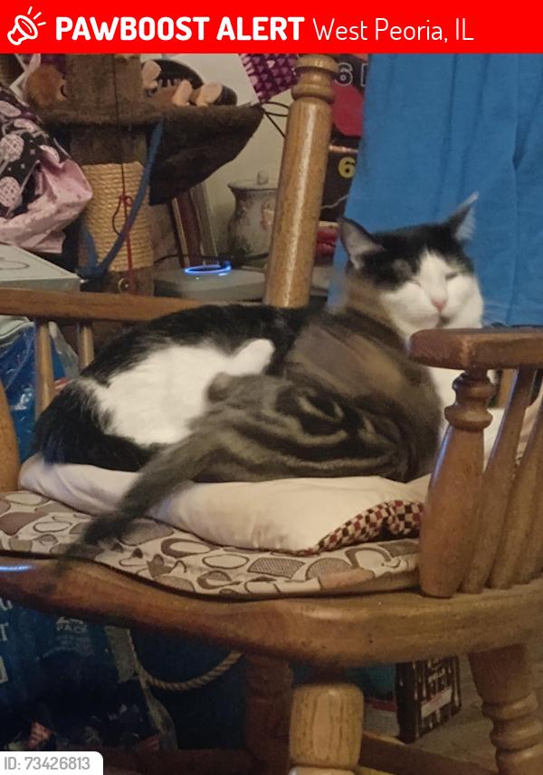 Lost Female Cat last seen Perioa, West Peoria, IL 61604