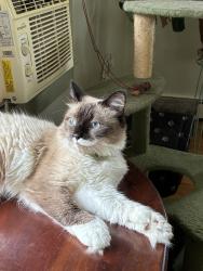 Reunited Female Cat last seen Davis st, Danbury, CT 06810