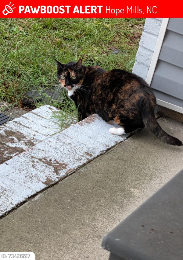 Lost Female Cat last seen Yorktown rd, Hope Mills, NC 28348