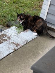 Lost Female Cat last seen Yorktown rd, Hope Mills, NC 28348