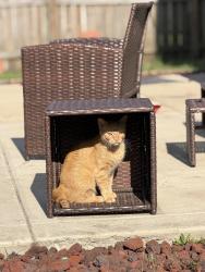 Reunited Female Cat last seen Spinnaker Dr., Hope Mills, NC 28348