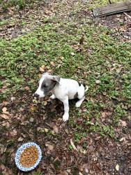 Found/Stray Male Dog last seen Spring Park Road, Jacksonville, FL 32207
