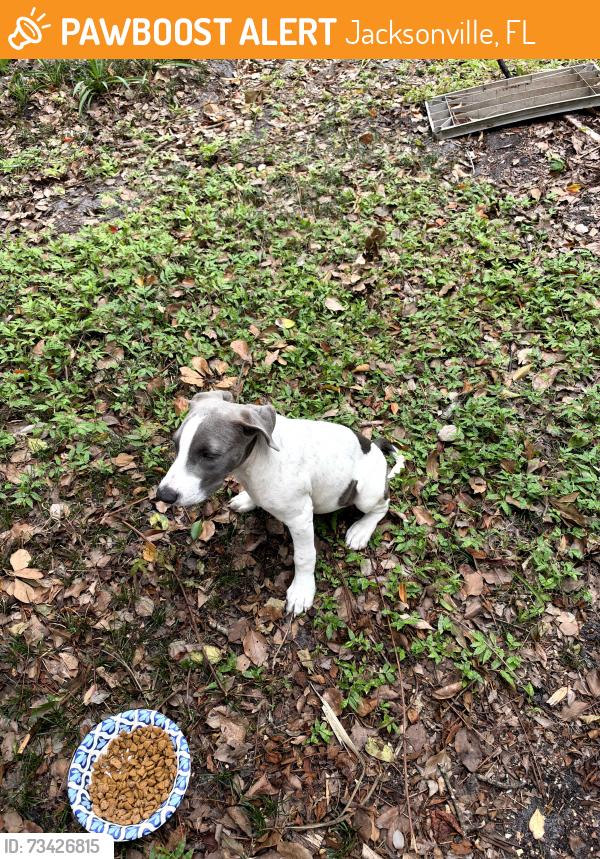Found/Stray Male Dog last seen Spring Park Road, Jacksonville, FL 32207