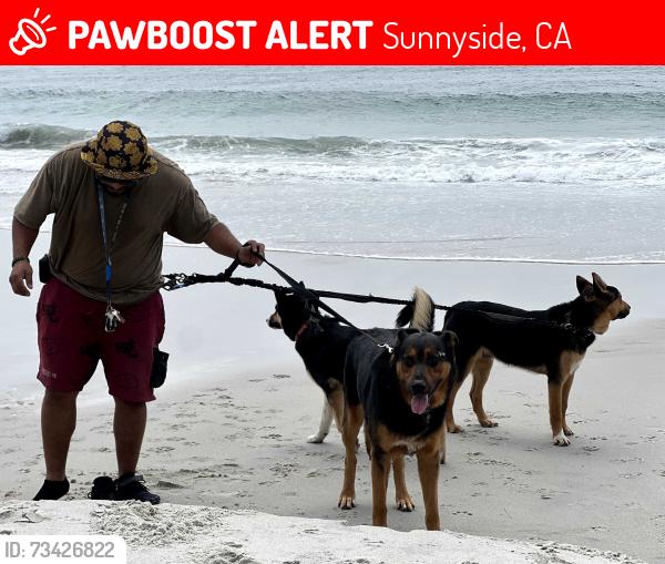 Lost Male Dog last seen Clovis and. Butler, Sunnyside, CA 93727