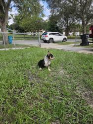 Found/Stray Unknown Dog last seen Raleigh street, Orlando, FL 32811