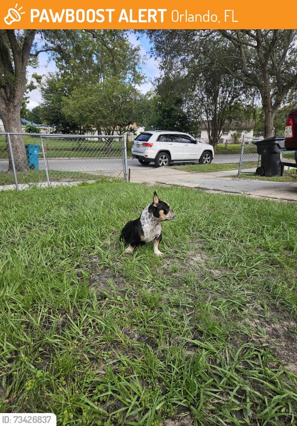 Found/Stray Unknown Dog last seen Raleigh street, Orlando, FL 32811