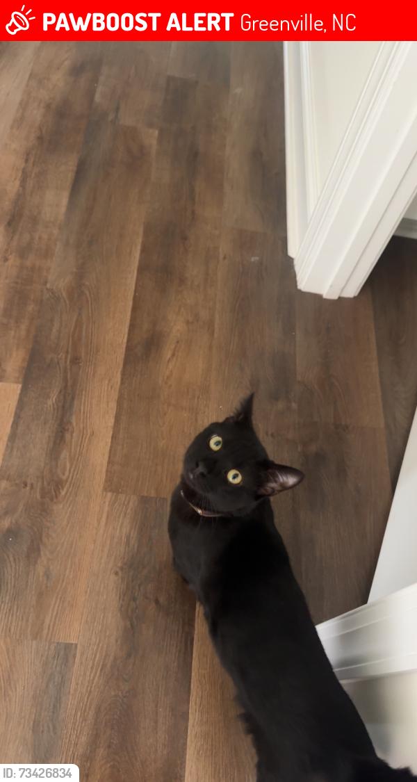 Lost Male Cat last seen Harbor pointe ln, Greenville, NC 27858