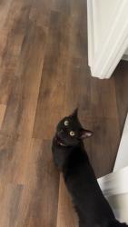Lost Male Cat last seen Harbor pointe ln, Greenville, NC 27858