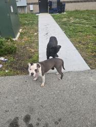 Found/Stray Male Dog last seen Post Rd, Indianapolis, IN 46226