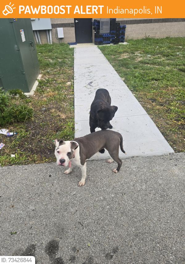 Found/Stray Male Dog last seen Post Rd, Indianapolis, IN 46226
