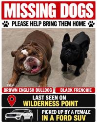 Reunited Female Dog last seen South woodland Hills neighborhood Kingwood Tx, Houston, TX 77339
