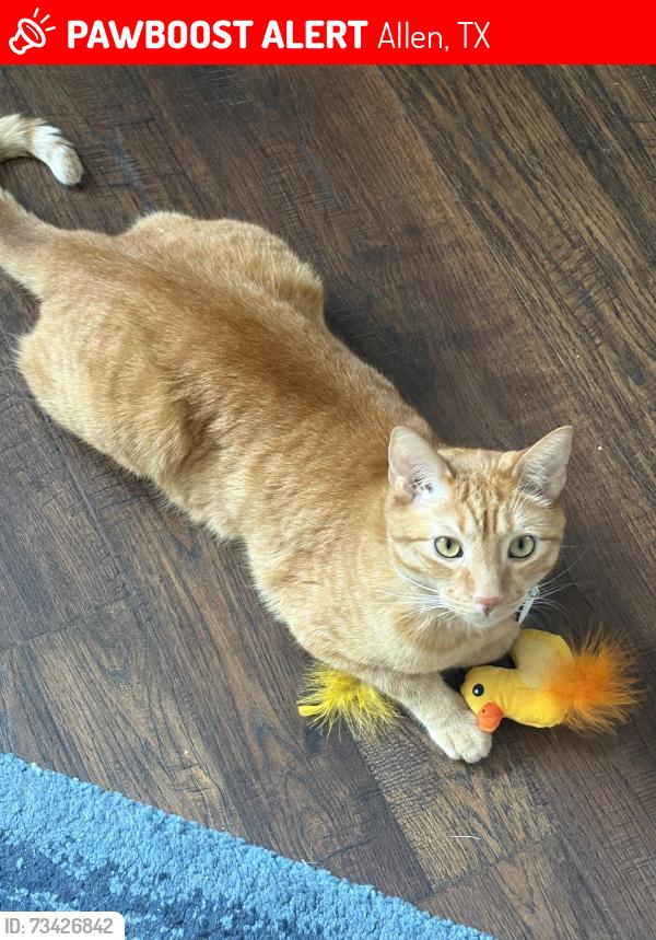 Lost Male Cat last seen Harvest Run and Malone across from Celebration park, Allen, TX 75002