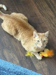 Lost Male Cat last seen Harvest Run and Malone across from Celebration park, Allen, TX 75002