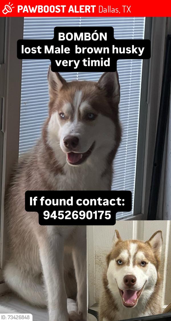 Lost Male Dog last seen Redbird, Dallas, TX 75237