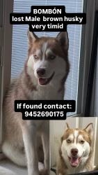 Lost Male Dog last seen Redbird, Dallas, TX 75237