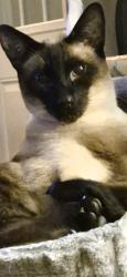 Lost Male Cat last seen HEMINGWAY AND FOXRUN BARRIE ONT, Barrie, ON 