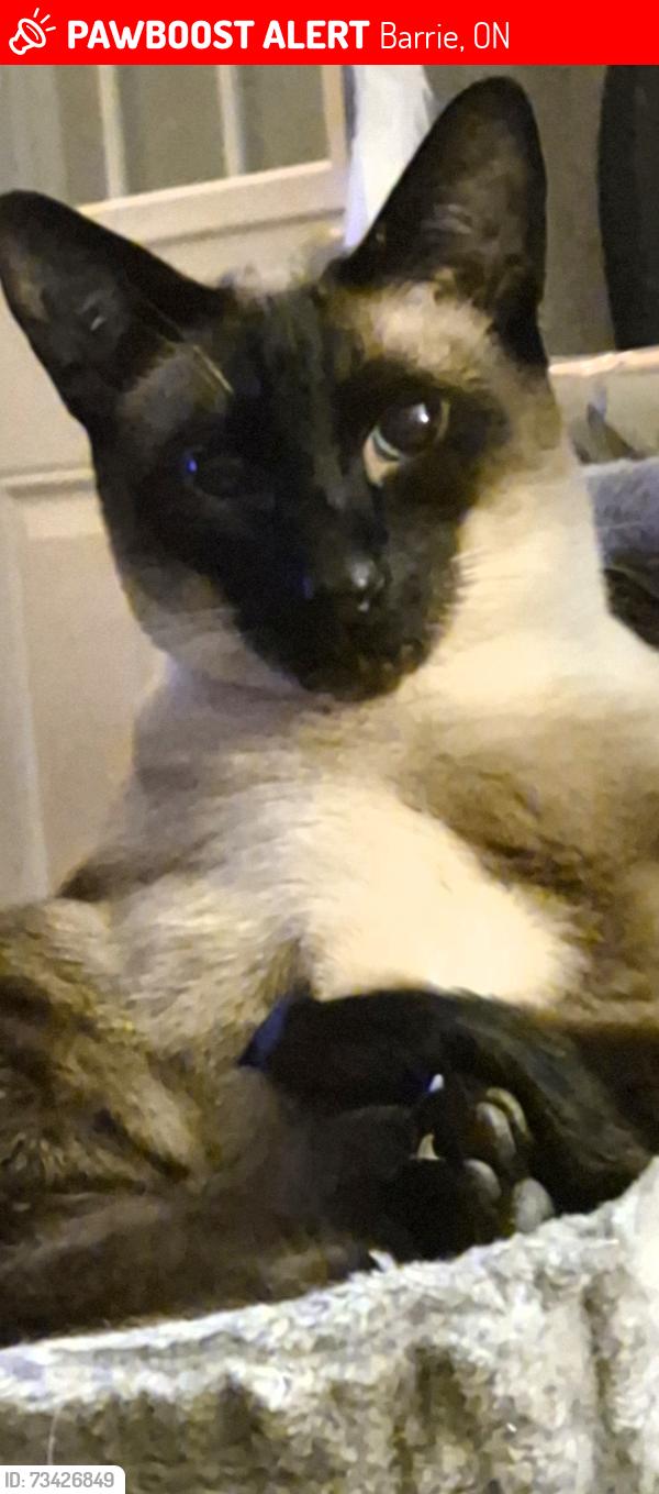 Lost Male Cat last seen HEMINGWAY AND FOXRUN BARRIE ONT, Barrie, ON 