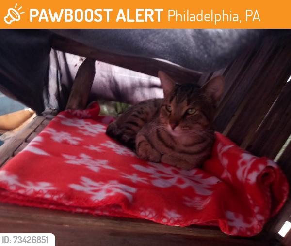 Found/Stray Male Cat last seen Roosevelt boulevard and comly road, Philadelphia, PA 19116