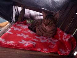 Found/Stray Male Cat last seen Roosevelt boulevard and comly road, Philadelphia, PA 19116
