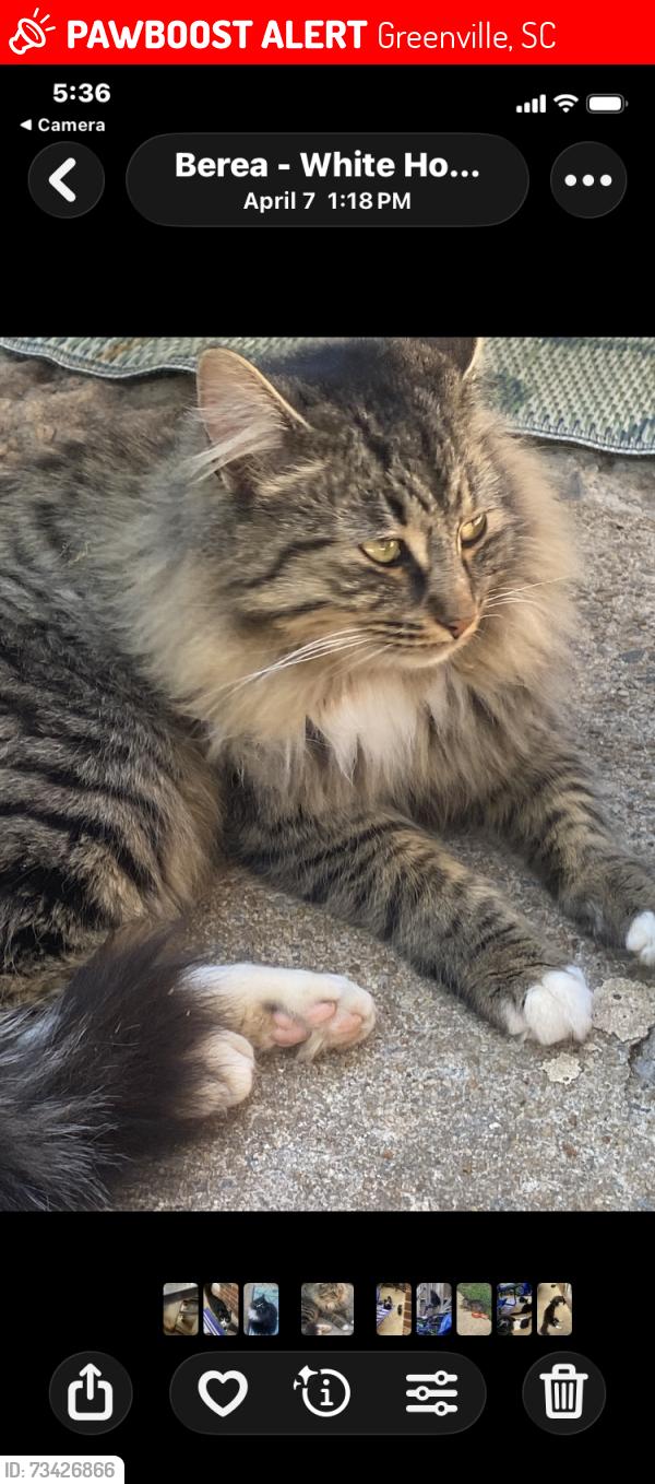 Lost Male Cat last seen Lily street, Greenville, SC 29611