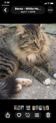 Lost Male Cat last seen Lily street, Greenville, SC 29611