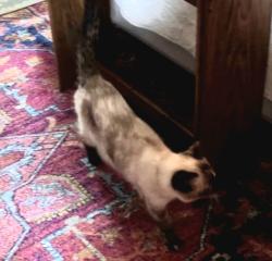 Reunited Female Cat last seen Near National St and IL 59, West Chicago, IL 60185
