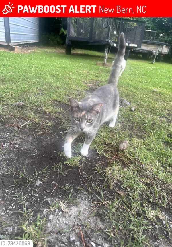 Lost Female Cat last seen Tryon ests, New Bern, NC 28562