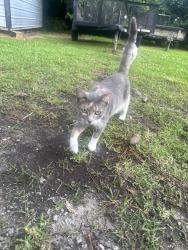 Lost Female Cat last seen Tryon ests, New Bern, NC 28562
