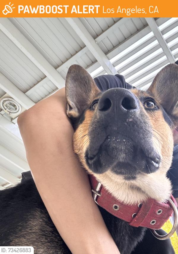 Found/Stray Male Dog last seen Lassen and Yolanda, Los Angeles, CA 91324